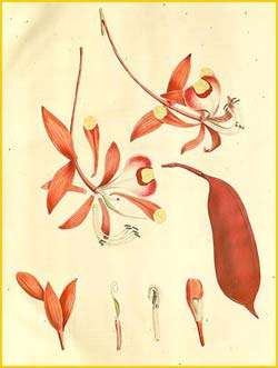   ( Amherstia nobilis ) Nathaniel Wallich - Plantae Asiaticae Rariores  1830-1832