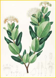    ( Antonia ovata ) by Johann Pohl 1827 Plantarium brasiliae