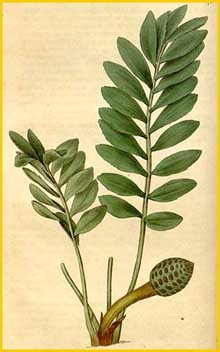    ( Zamia pygmaea ) Curtis's botanical magazine 1815 by John Sims