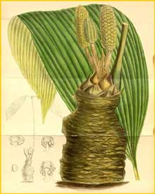   ( Zamia wallisii ) Curtis's botanical magazine 1890 J.D. Hooker