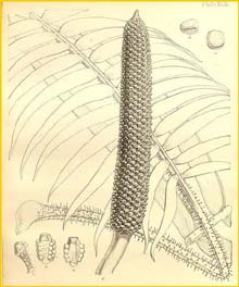   ( Zamia chigua ) 1852-1857 The botany of the voyage of H.M.S. Herald by Berthold Seemann