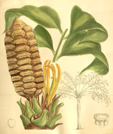   ( Zamia obliqua ) Curtis's botanical magazine 1897 J.D. Hooker