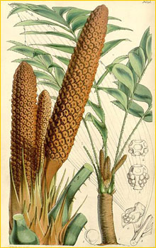   ( Zamia skinneri ) Curtis's botanical magazine 1897 W.D. Hooker