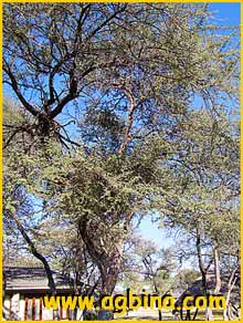   ( Acacia tortilis )