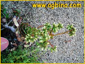   ( Aeonium ciliatum )