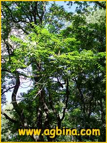   ( )  Ailanthus altissima 