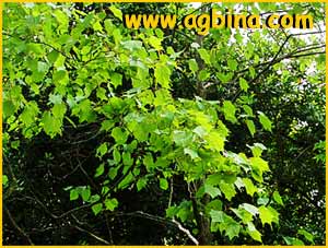   ( Alangium platanifolium )
