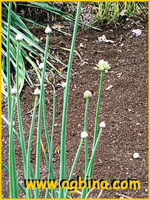 - /    ( Allium fistulosum )