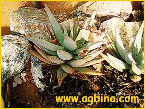   ( Aloe asperifolia )