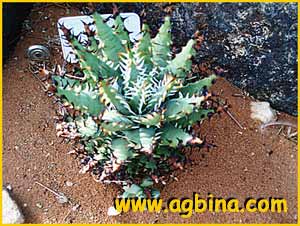   ( Aloe erinacea )