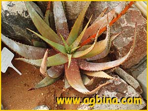   ( Aloe microstigma )