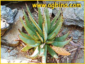   ( Aloe pachygaster )