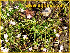   ( Androsace lactiflora )