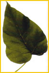   /  /   ( Catalpa bignonioides / syringaefolia )
