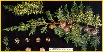   (Cupressus macrocarpa)