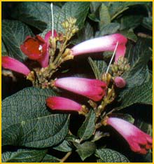   (Delostoma integrifolium)
