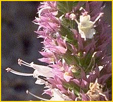   ( Agastache urticifolia )