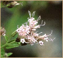   ( Ageratina occidentalis )
