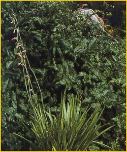   /   ( Polyanthus / Bravoa geminiflora )