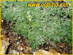   ( Artemisia pedemontana )