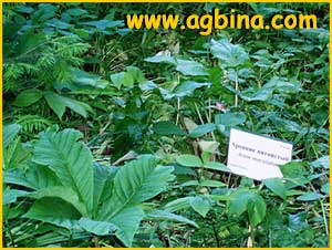    ( Arum maculatum )