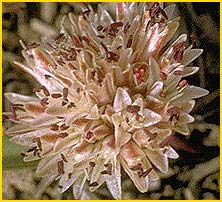   ( Allium burlewii )