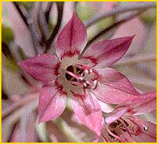   ( Allium campanulatum )