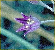   ( Allium fimbriatum )