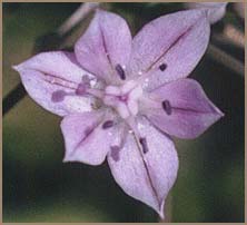   /   ( Allium hyalinum )