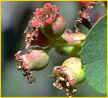   ( Amelanchier alnifolia )