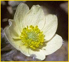   ( Anemone occidentalis )