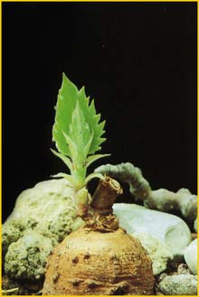   ( Cissus oleracea )