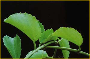  ( Cissus rotundifolia ) 