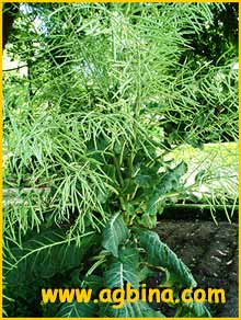   ( Brassica oleracea )