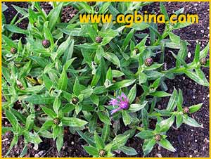    (Centaurea montana grandiflora )