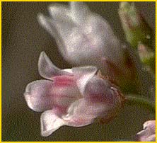   ( Apocynum androsaemifolium )