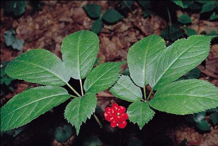 /  (Panax quinquefolium)