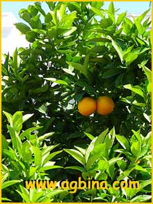   /   ( Citrus sinensis )