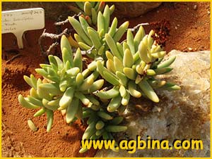   ( Crassula brevifolia )