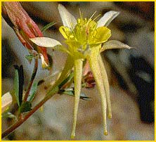  /   ( Aquilegia pubescens )