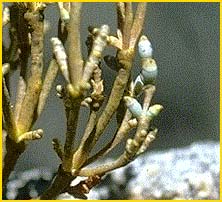   ( Arceuthobium americanum )