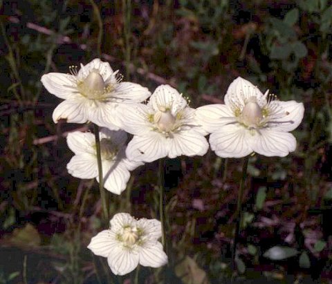   ( Parnassia palustris / obtusiflora )