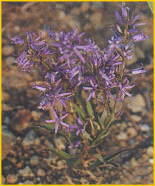   ( Asyneuma lanceolatum ) Flore de lIran
