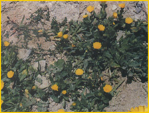   ( Calendula persica ) Flore de lIran