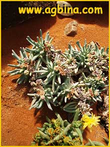   ( Ebracteola / Mesembryanthemum / Ruschia derenbergiana )