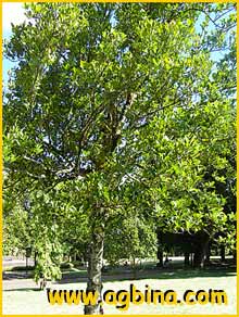   ( Elaeodendron orientale )