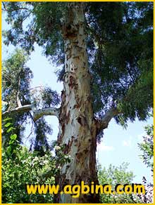    ( Eucalyptus camadulensis )