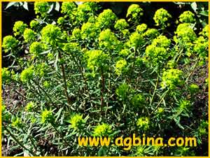   ( Euphorbia cyparissias )