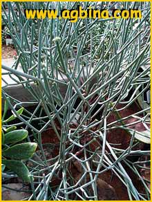   ( Euphorbia ephedroides )