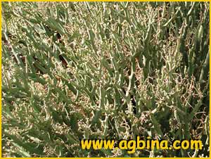   ( Euphorbia gariepina ssp. balsamea )